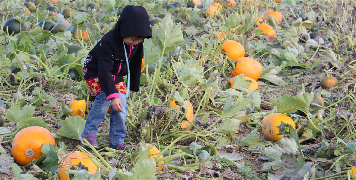 Cueillette de citrouille